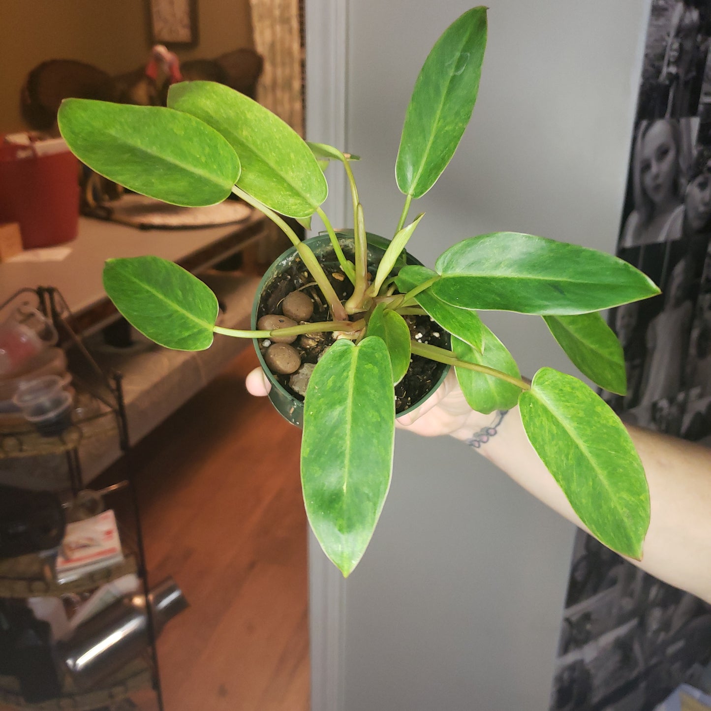 Philodendron Painted Lady
