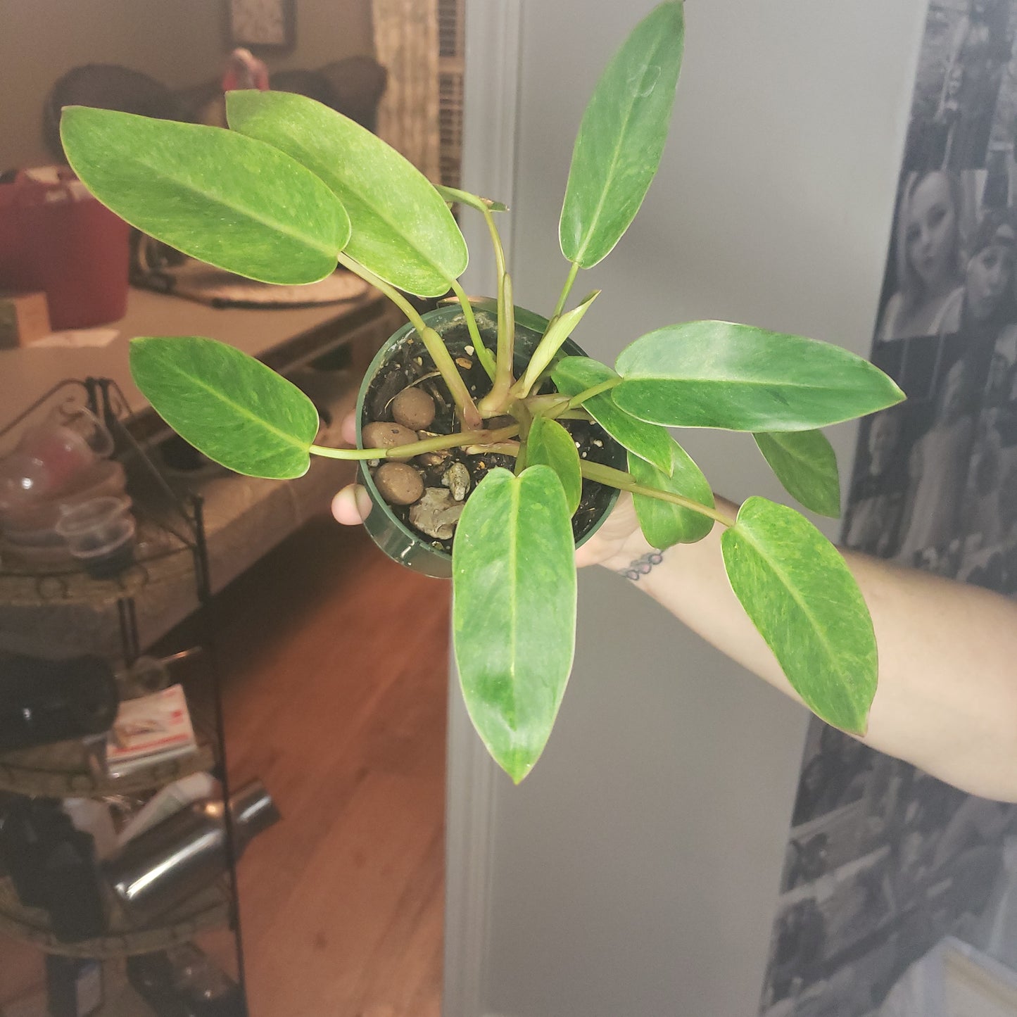 Philodendron Painted Lady