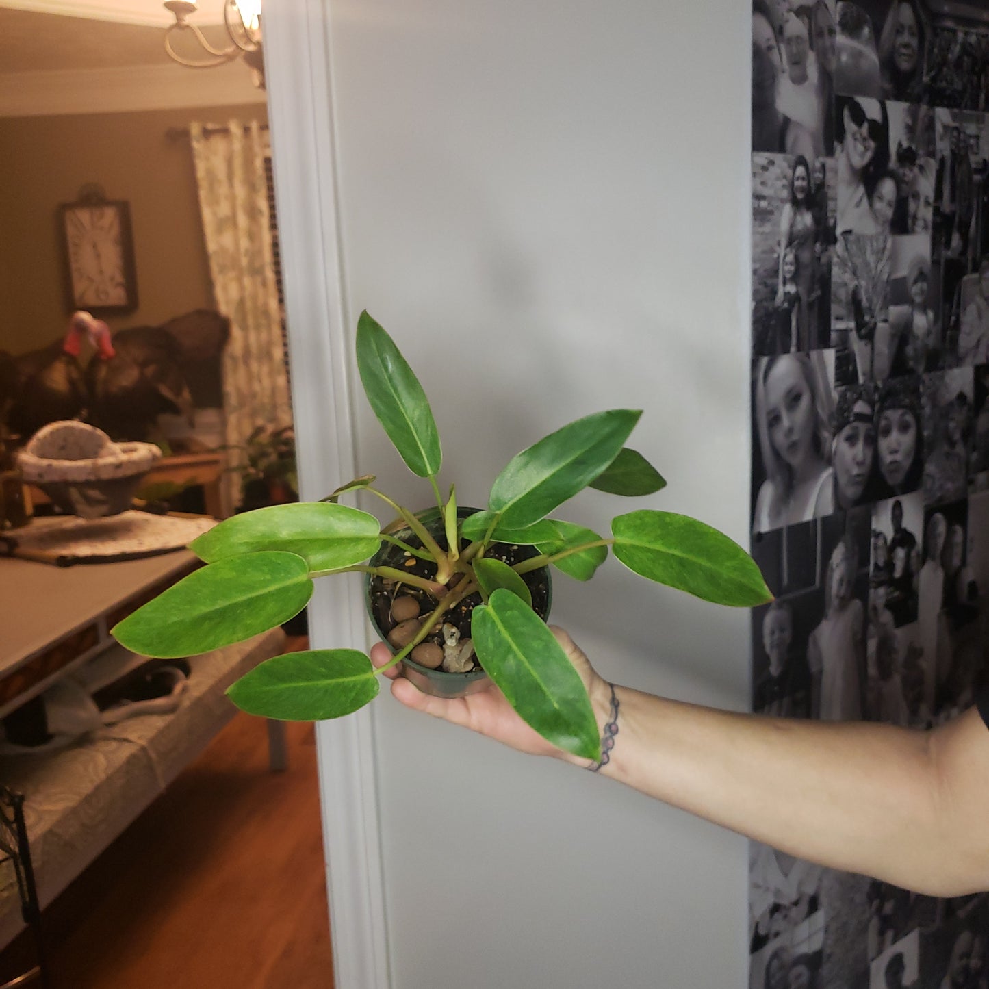 Philodendron Painted Lady