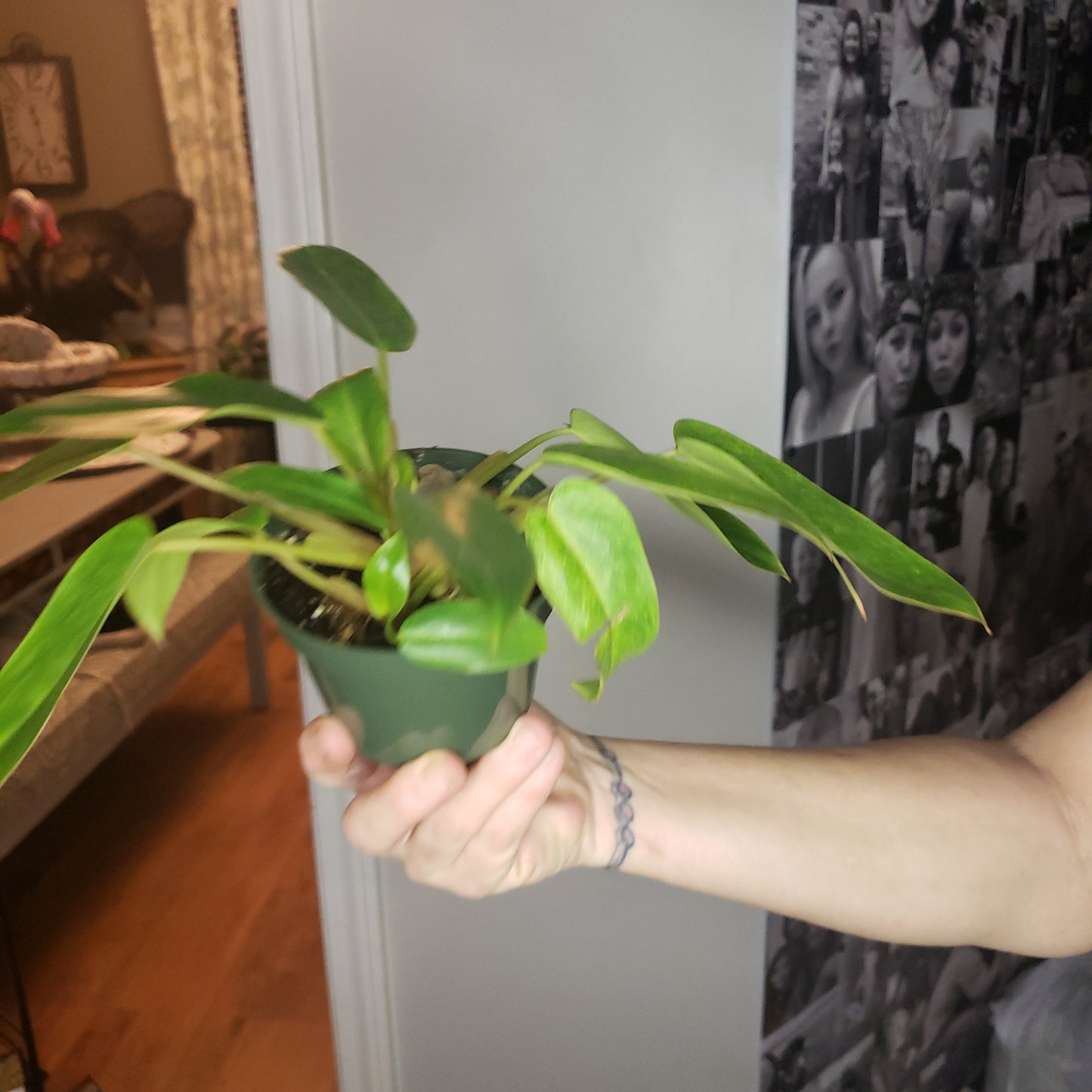 Philodendron Painted Lady
