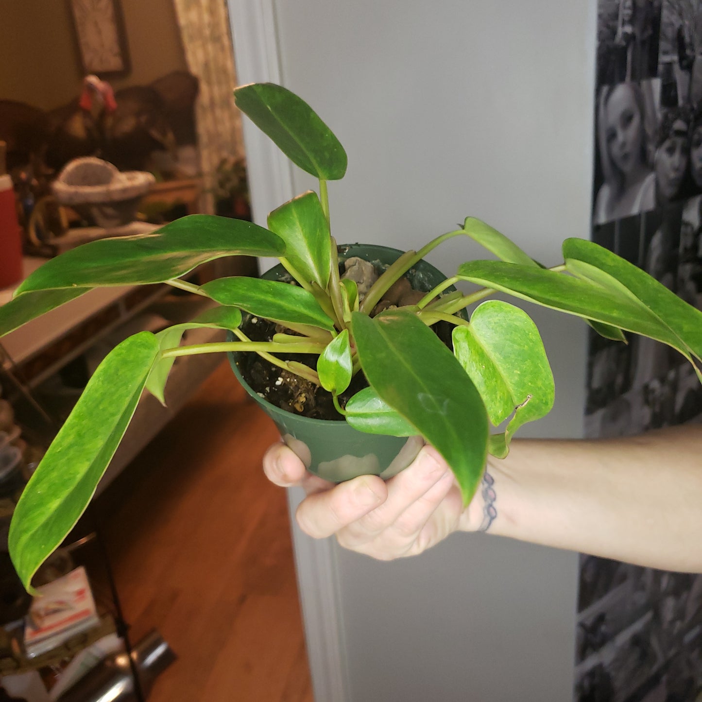 Philodendron Painted Lady