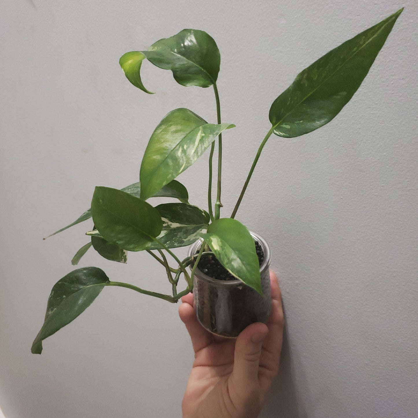 Rare & Exotic House Plants