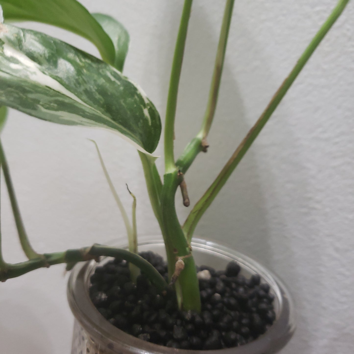Rare & Exotic House Plants