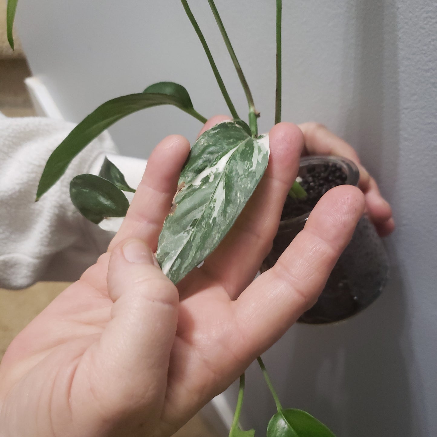 Rare & Exotic House Plants