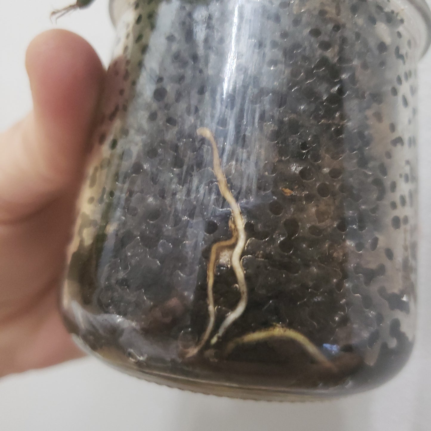 Rare & Exotic House Plants