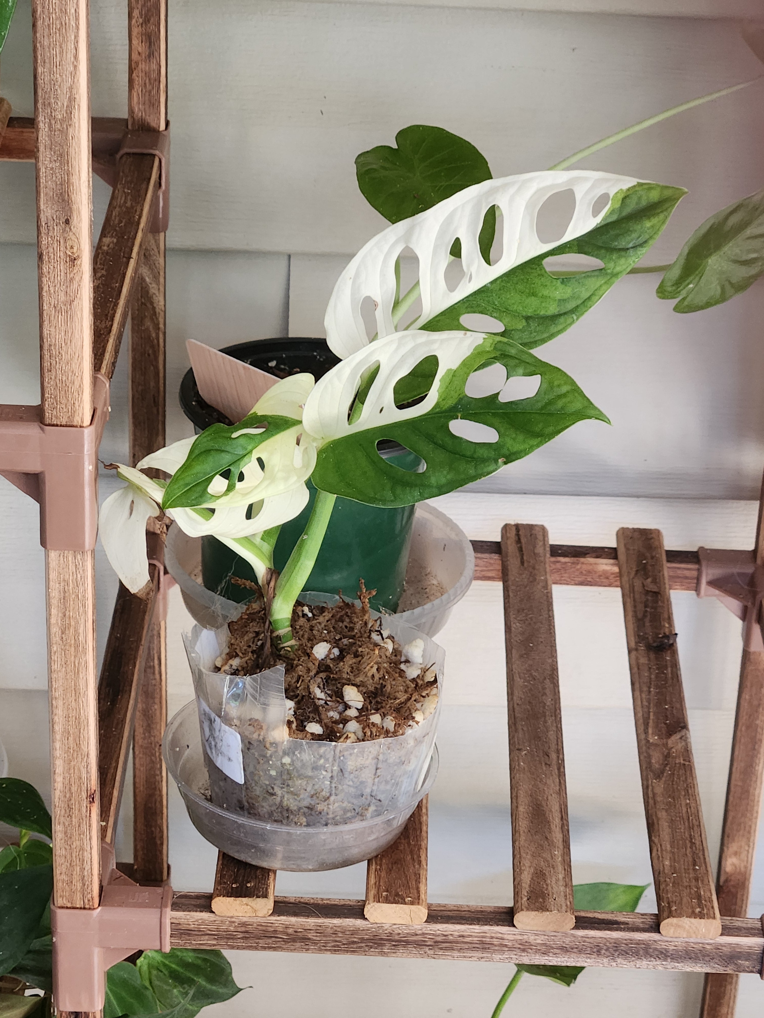 variegated monstera adansonii plant Monstera Adansonii Variegated – Covington's Plant Therapy