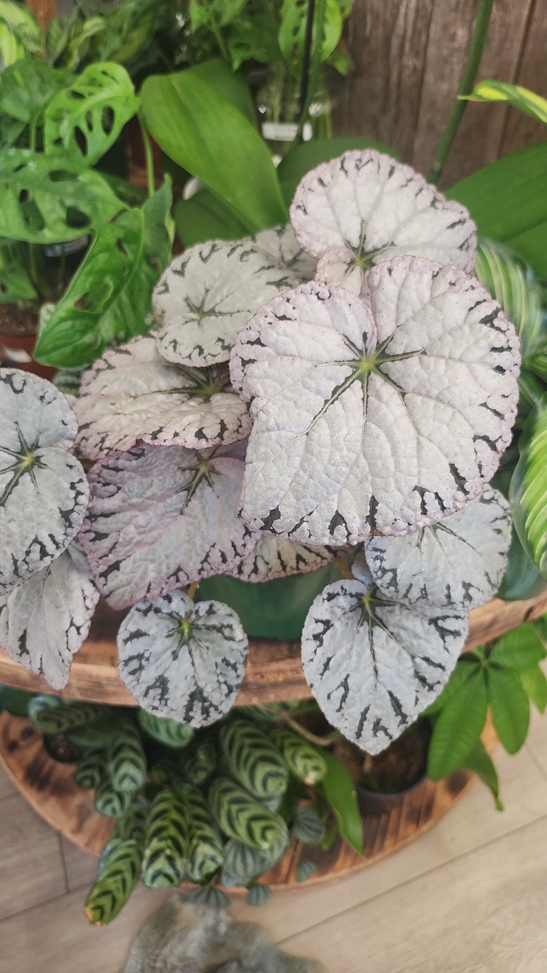 Begonia Silver Rex
