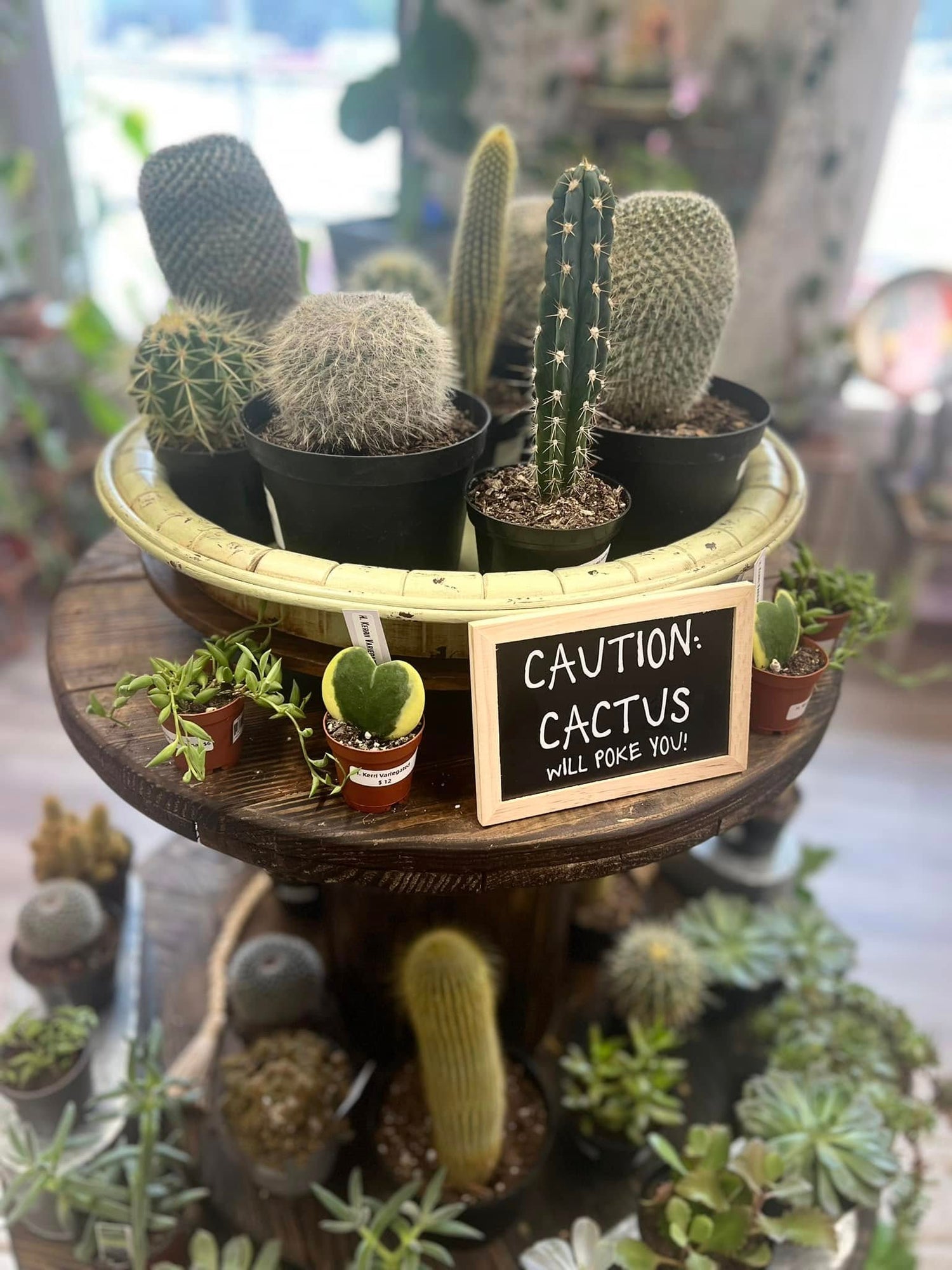 Cactus (Cacti family)