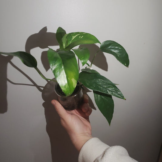 Rare & Exotic House Plants