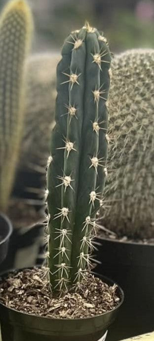 Cactus - Indian Comb