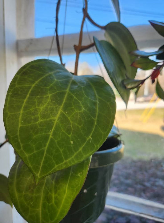 Hoya Latifolia