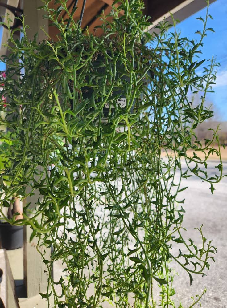 String of Smiles