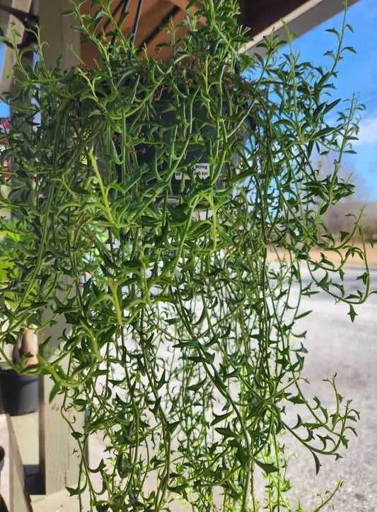 String of Smiles