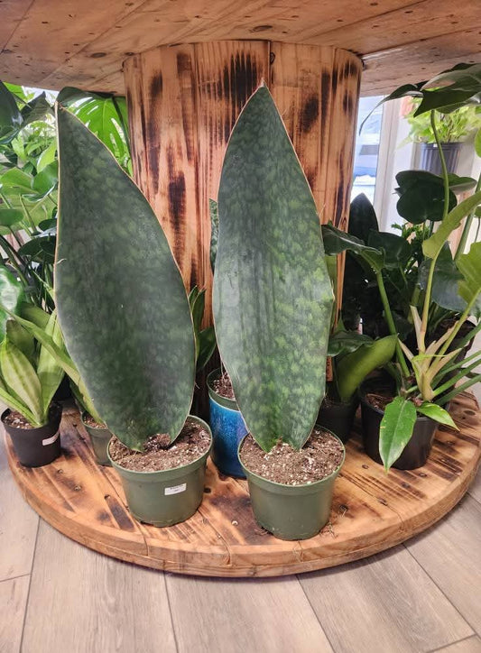 Sansevieria Whale Fin
