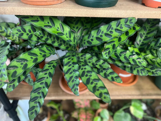 Calathea Rattlesnake