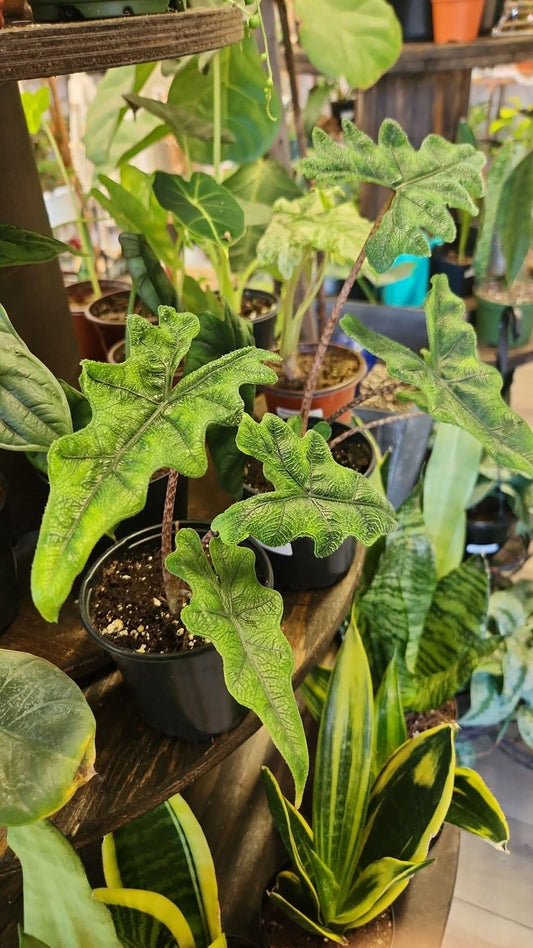 Alocasia Jackyln