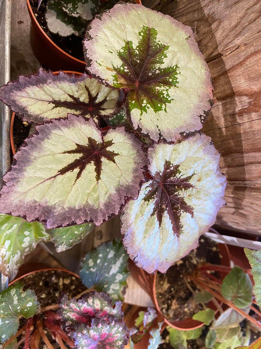 Begonia Firewoman