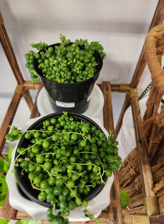 String of Pearls