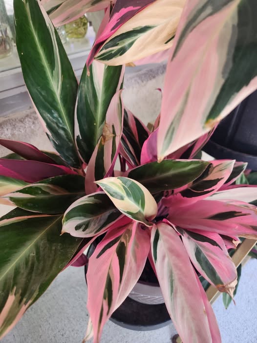 Stromanthe Triostar