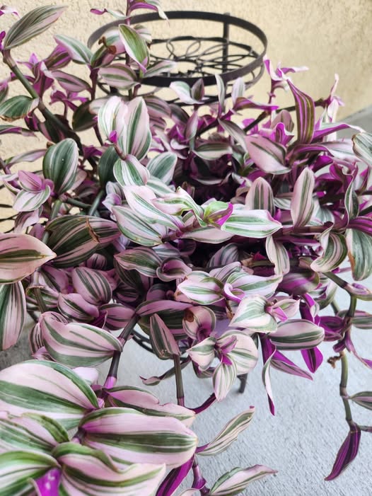 Tradescantia Nanouk